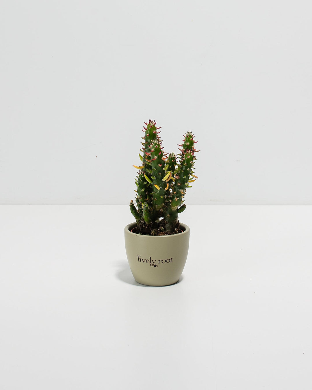 Petite Cactus Plant Kit
