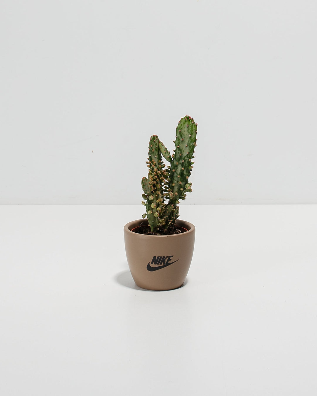 Petite Cactus Plant Kit