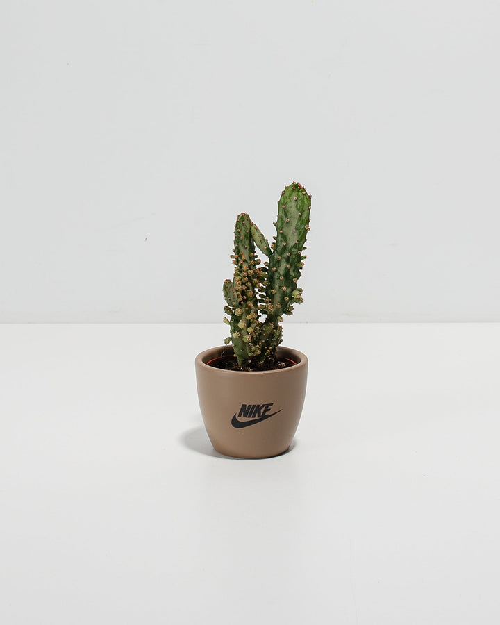 Petite Cactus Plant Kit