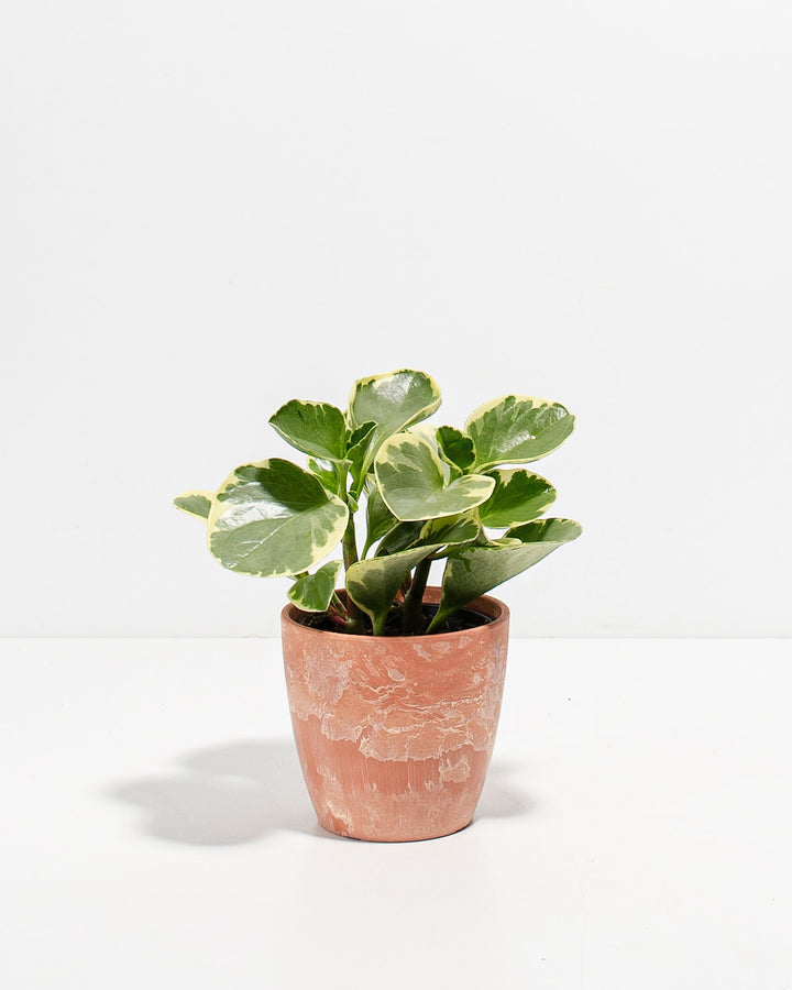 Peperomia Variegated Baby Rubber Plant Kit