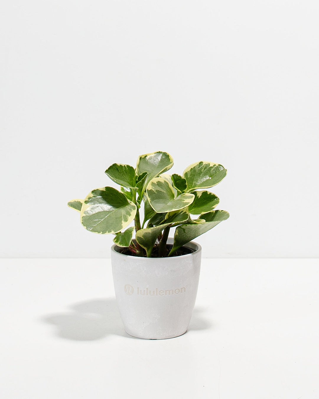 Peperomia Variegated Baby Rubber Plant Kit