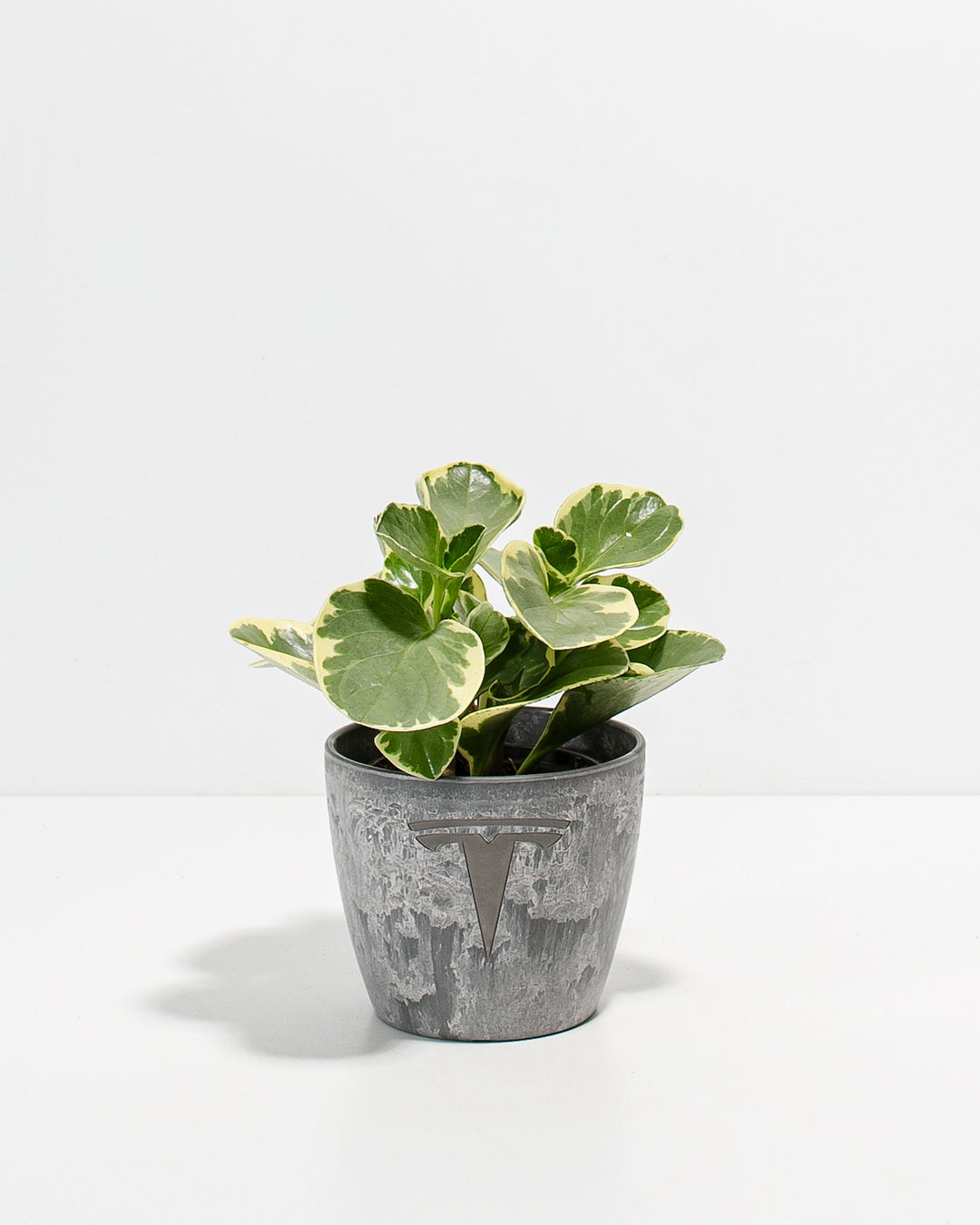 Peperomia Variegated Baby Rubber Plant Kit
