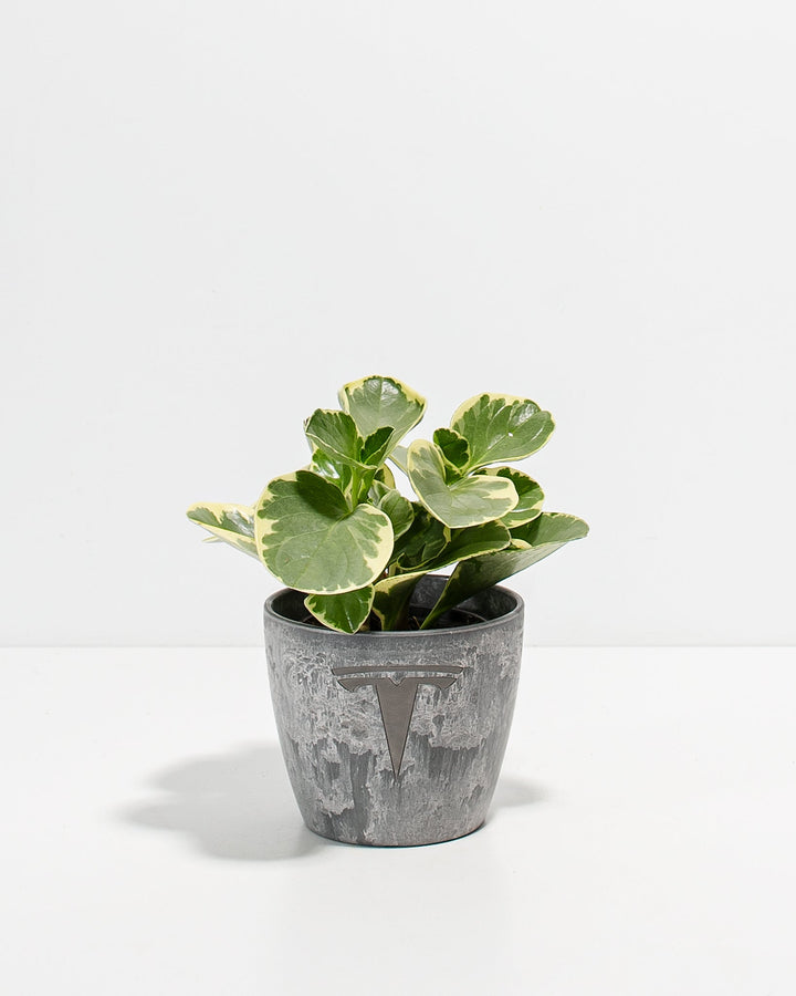 Peperomia Variegated Baby Rubber Plant Kit