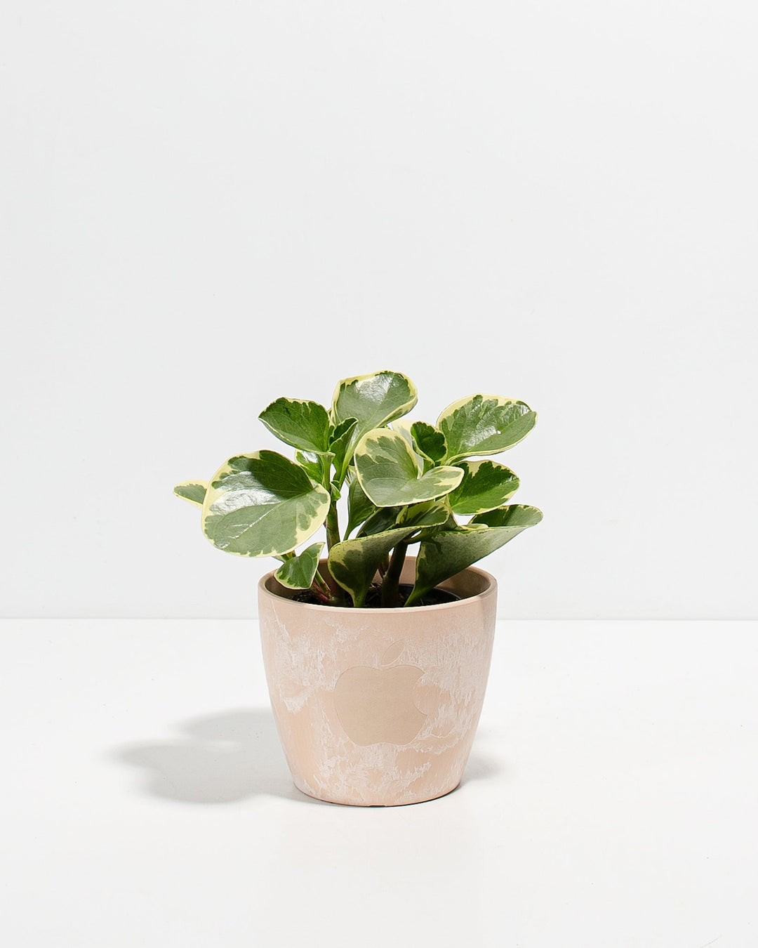 Peperomia Variegated Baby Rubber Plant Kit