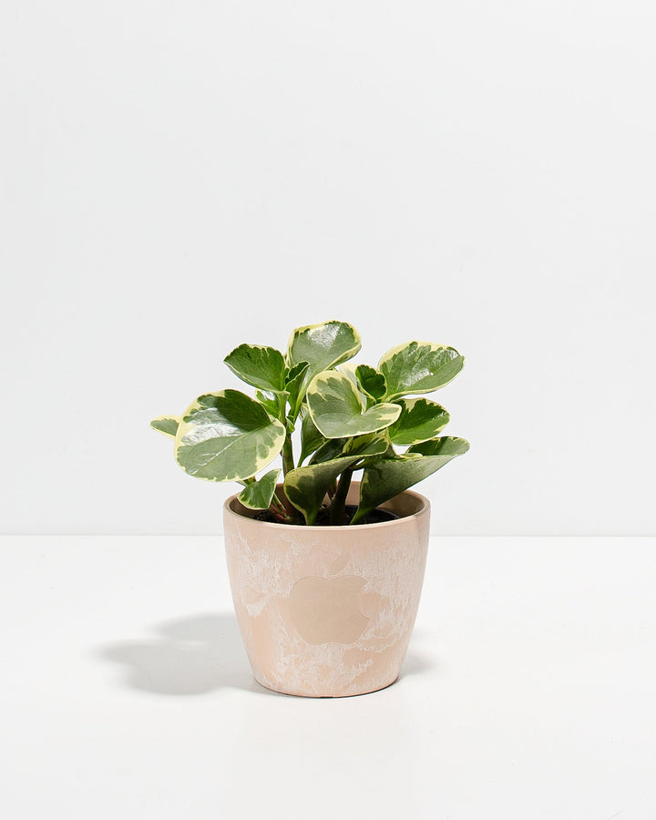 Peperomia Variegated Baby Rubber Plant Kit