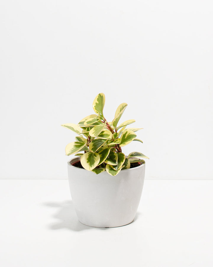 Peperomia Variegated Baby Rubber Plant Kit