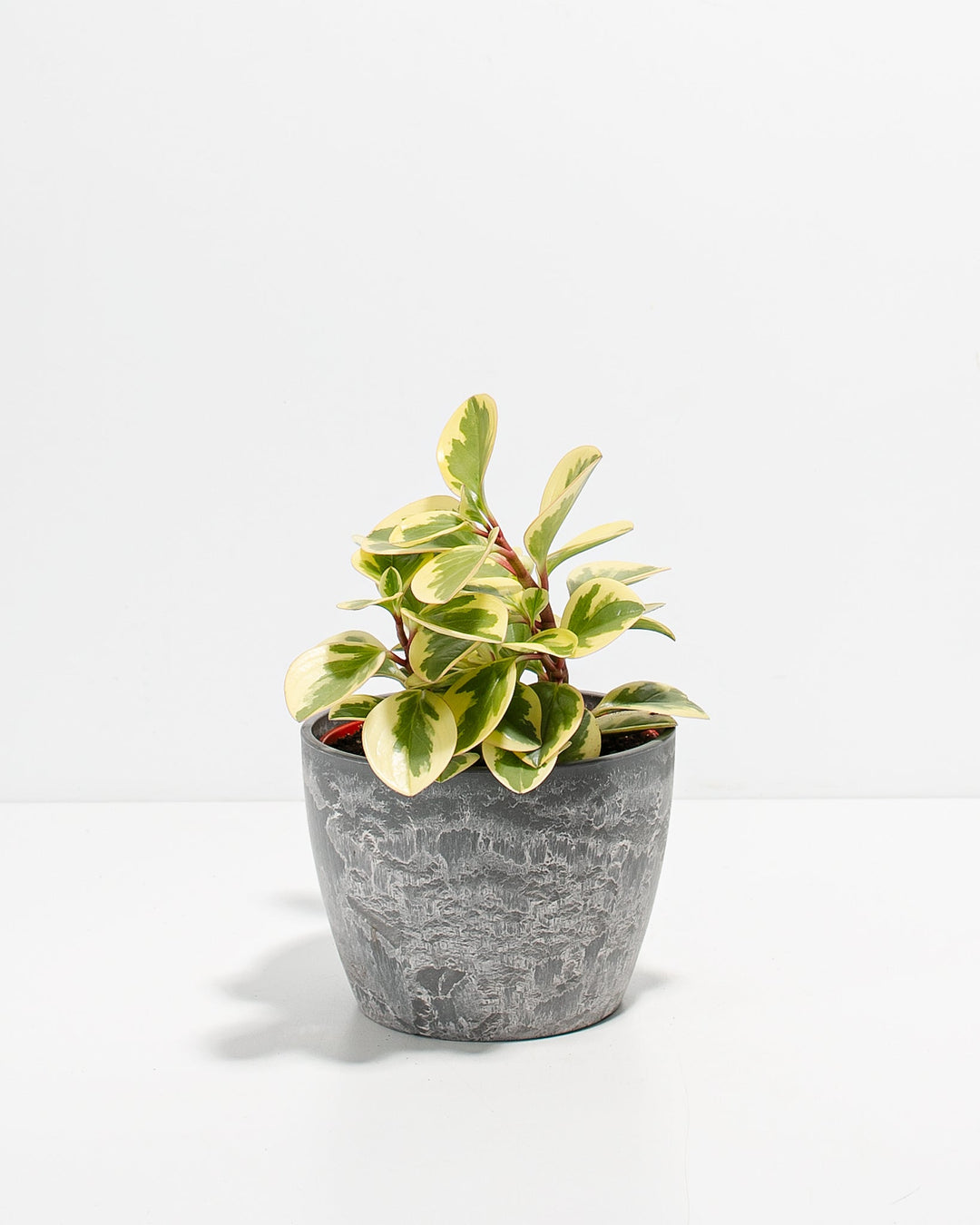 Peperomia Variegated Baby Rubber Plant Kit