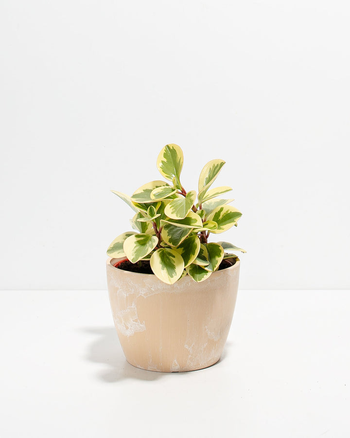 Peperomia Variegated Baby Rubber Plant Kit