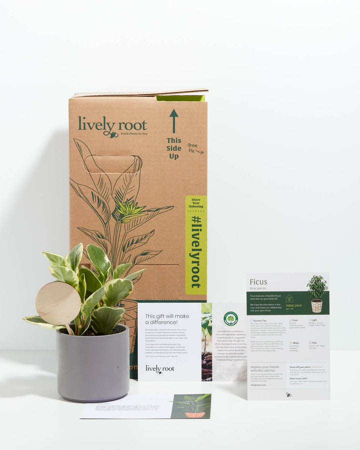 Peperomia Variegated Baby Rubber Plant Kit