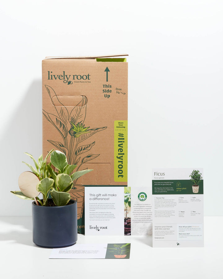 Peperomia Variegated Baby Rubber Plant Kit