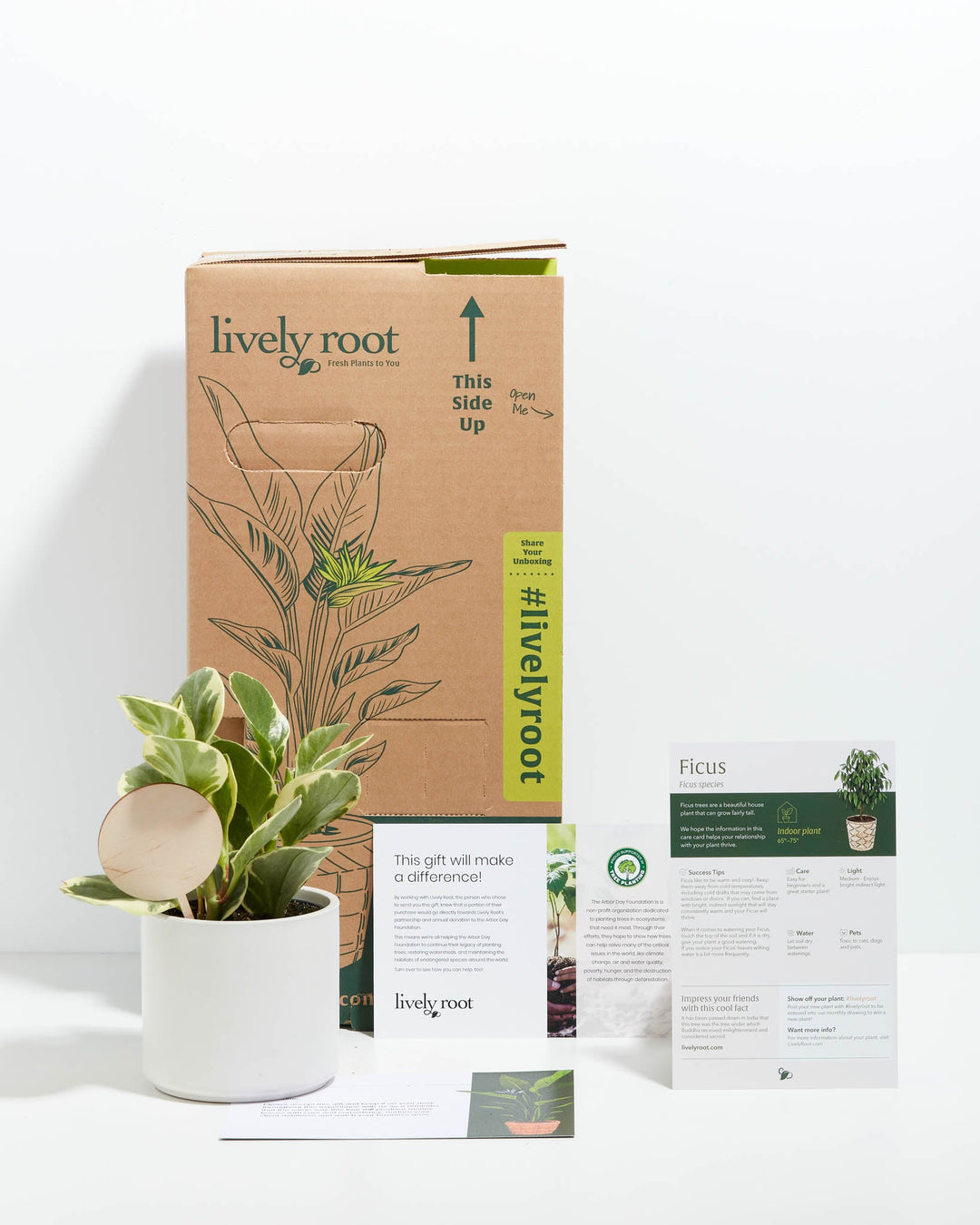 Peperomia Variegated Baby Rubber Plant Kit