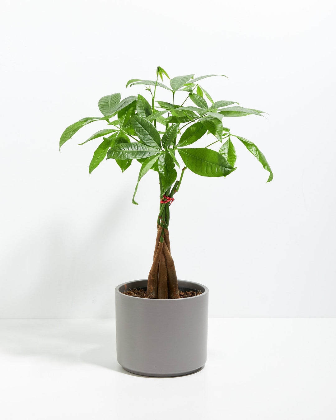 Money Tree Plant Kit