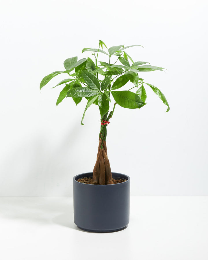 Money Tree Plant Kit