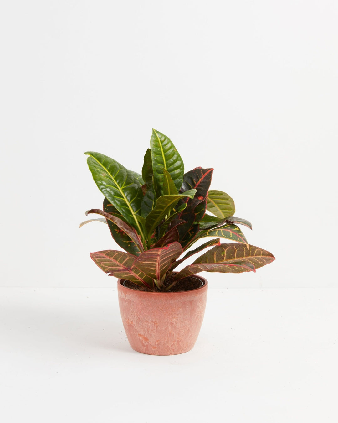 Croton Petra Plant Kit