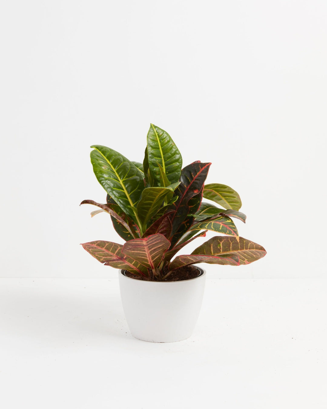 Croton Petra Plant Kit