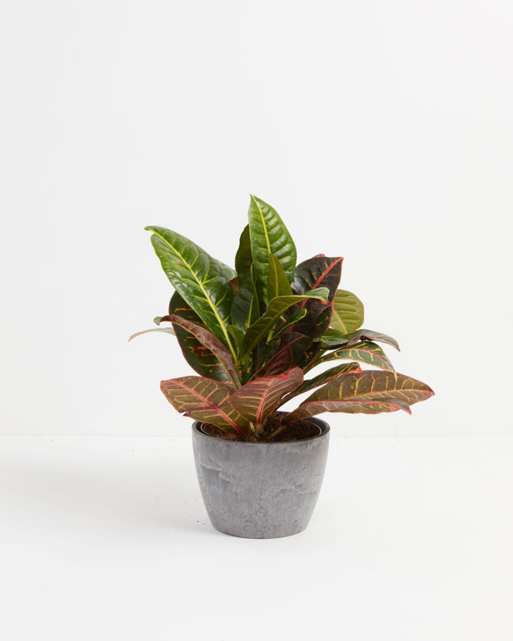 Croton Petra Plant Kit
