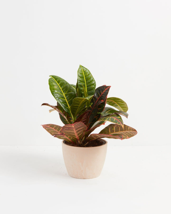 Croton Petra Plant Kit