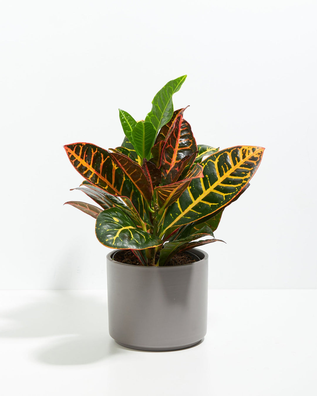 Croton Petra Plant Kit