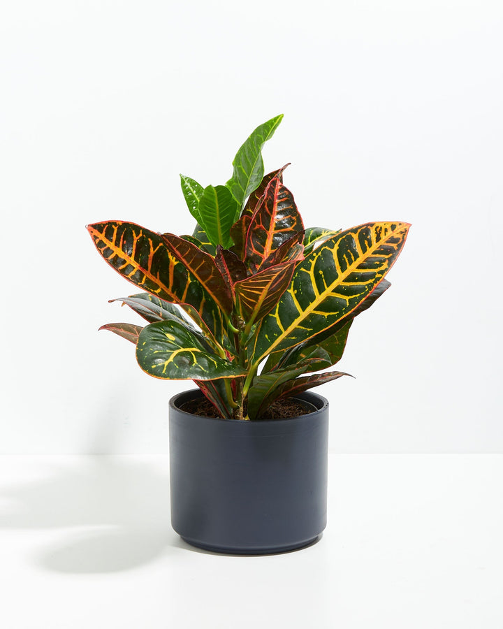 Croton Petra Plant Kit
