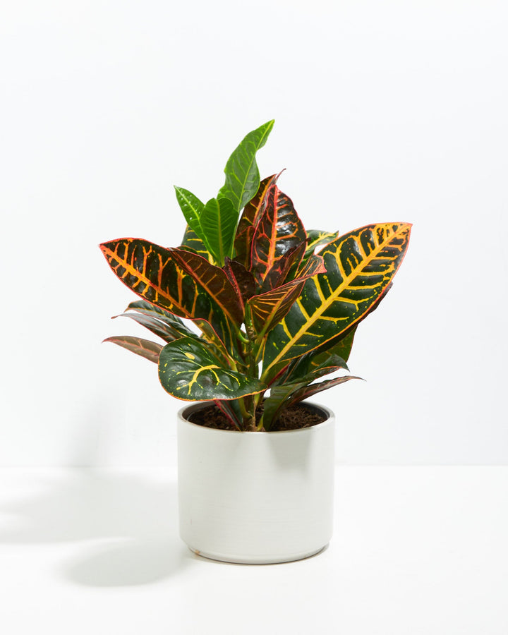 Croton Petra Plant Kit