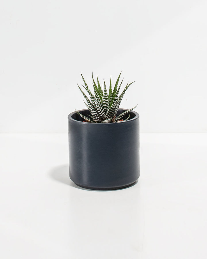 Zebra Succulent Plant Kit