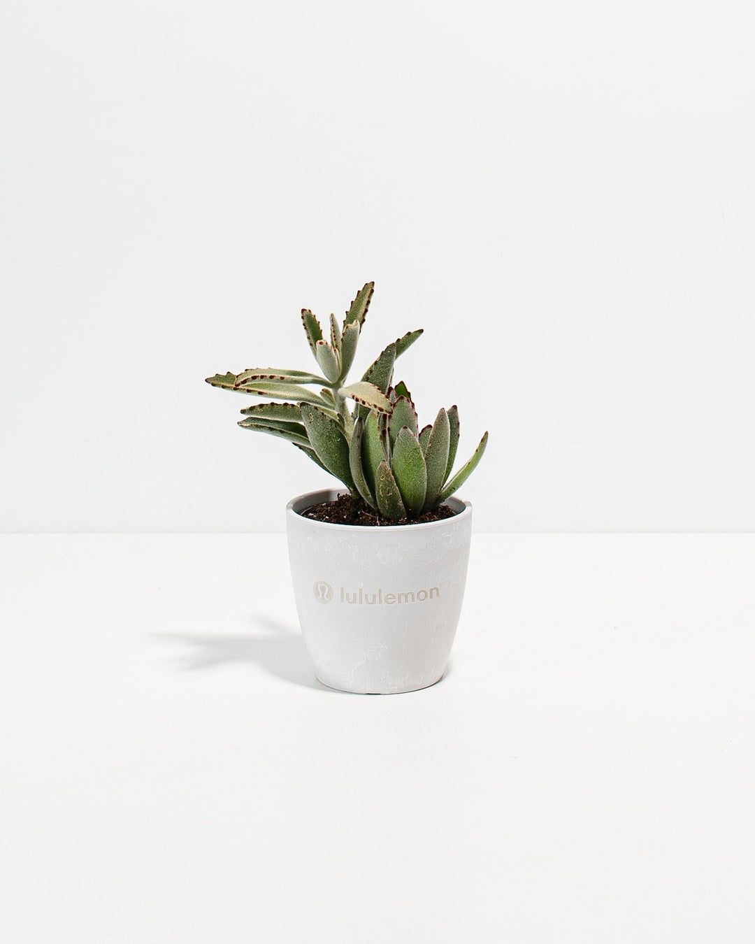 Panda Succulent Plant Kit