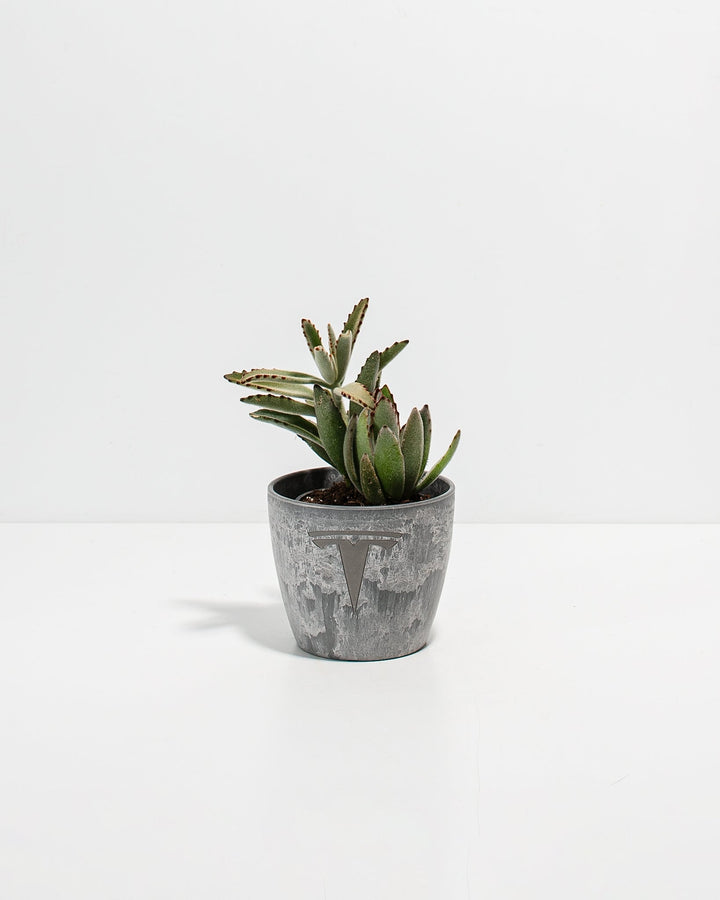 Panda Succulent Plant Kit