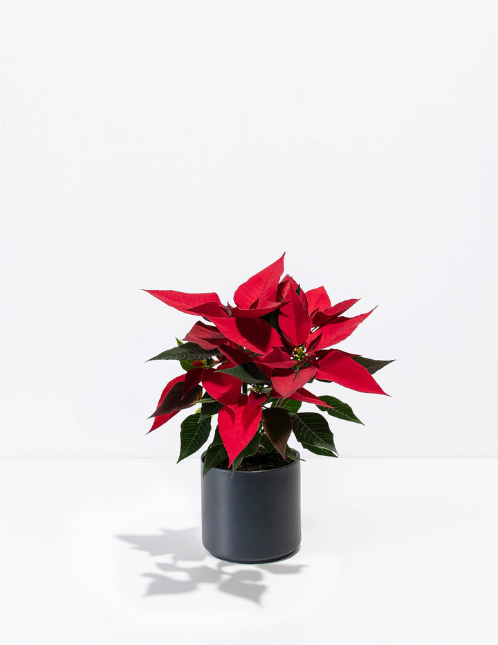 Red Poinsettia Plant Kit