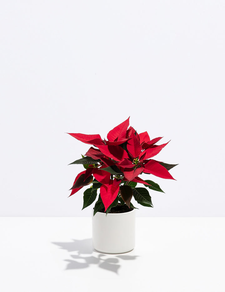 Red Poinsettia Plant Kit