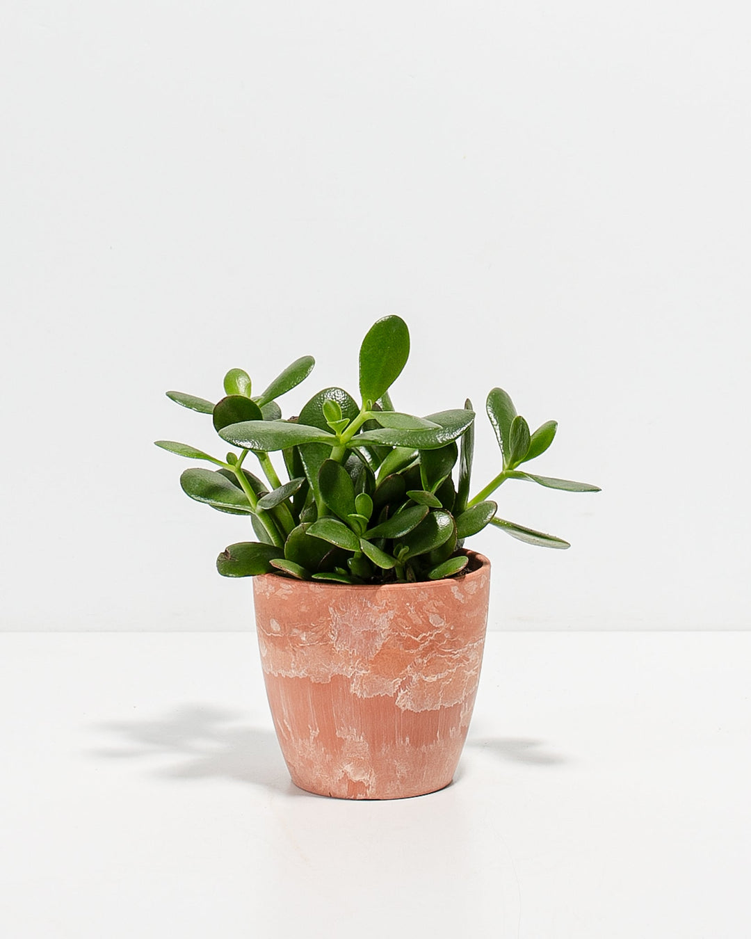 Jade Succulent Plant Kit