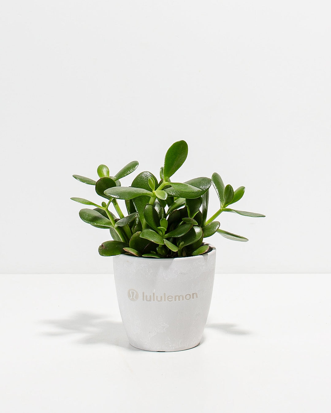 Jade Succulent Plant Kit