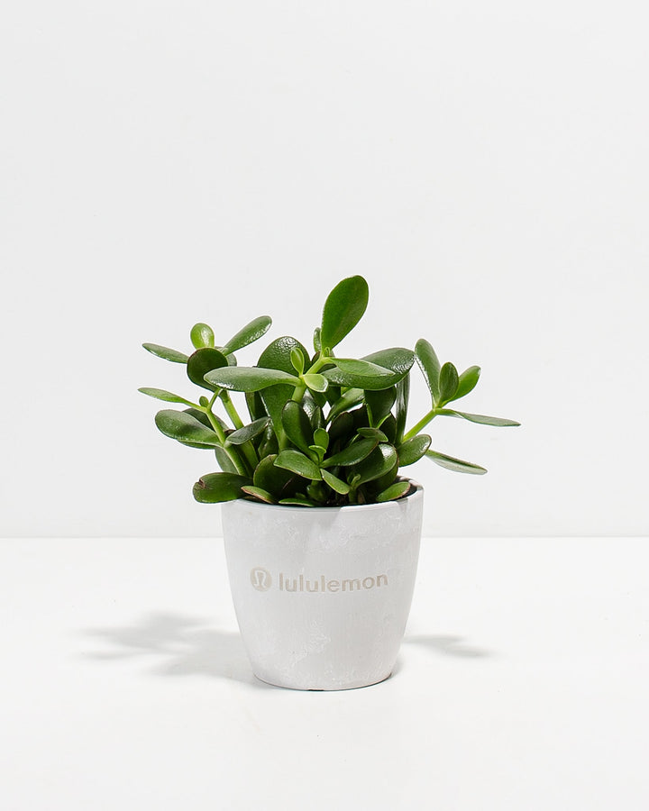 Jade Succulent Plant Kit