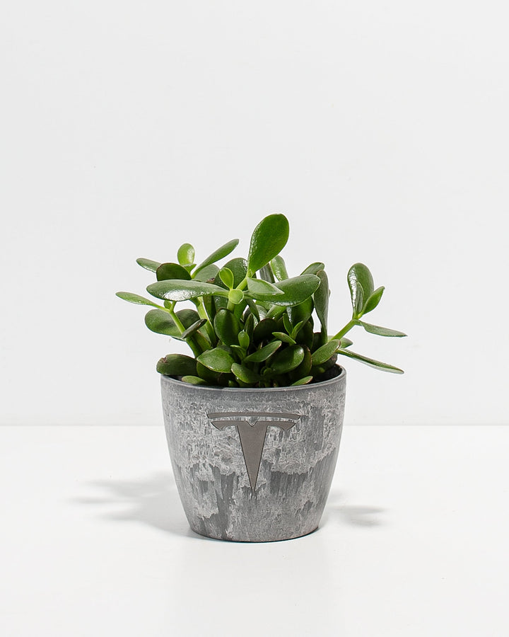 Jade Succulent Plant Kit