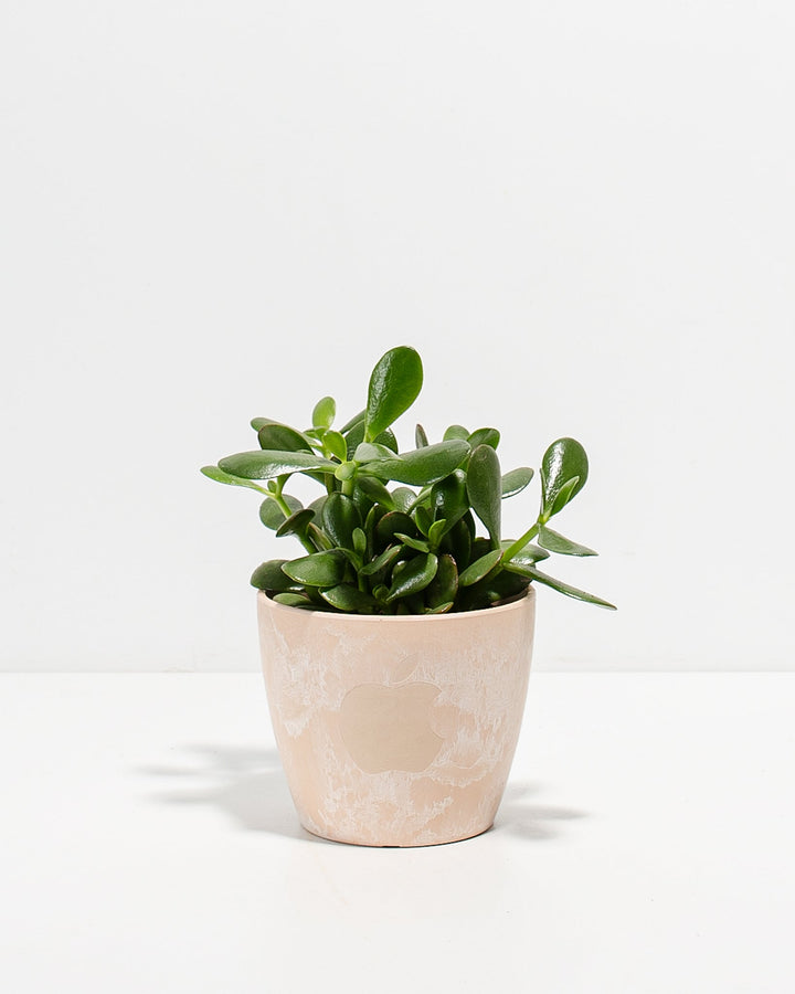 Jade Succulent Plant Kit
