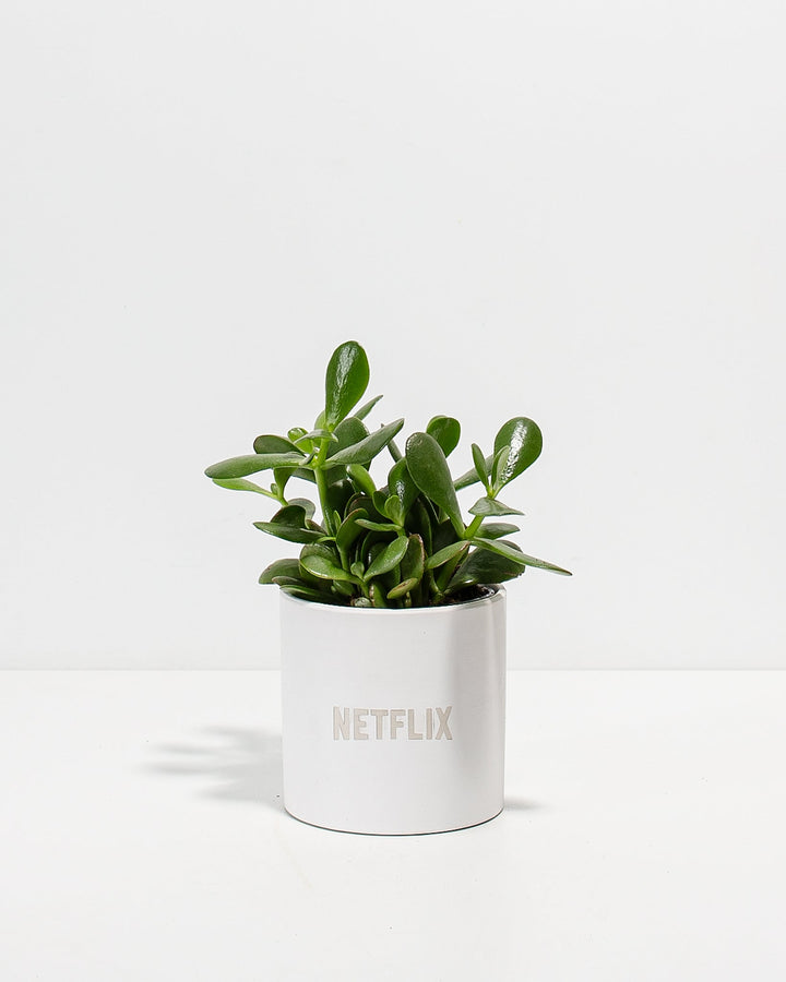 Jade Succulent Plant Kit