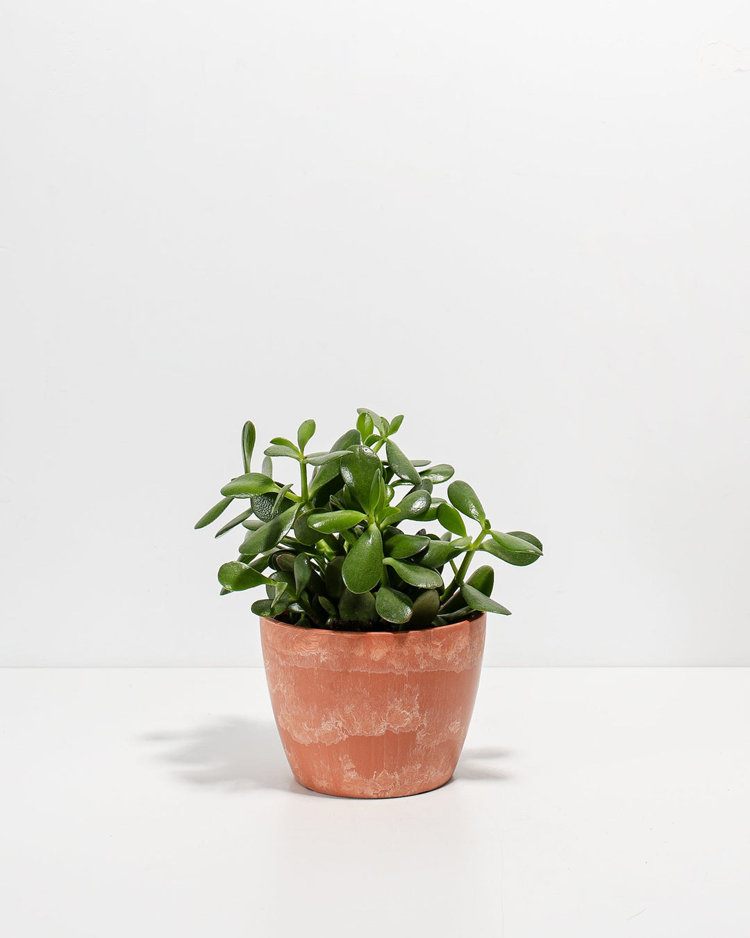 Jade Succulent Plant Kit