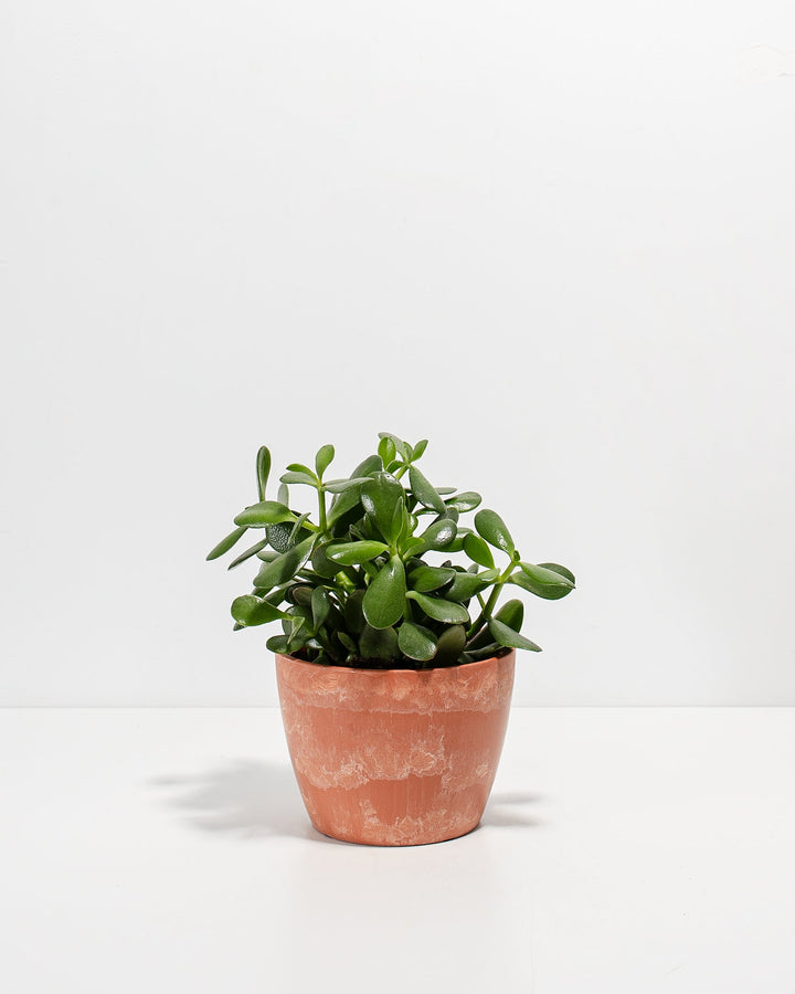 Jade Succulent Plant Kit