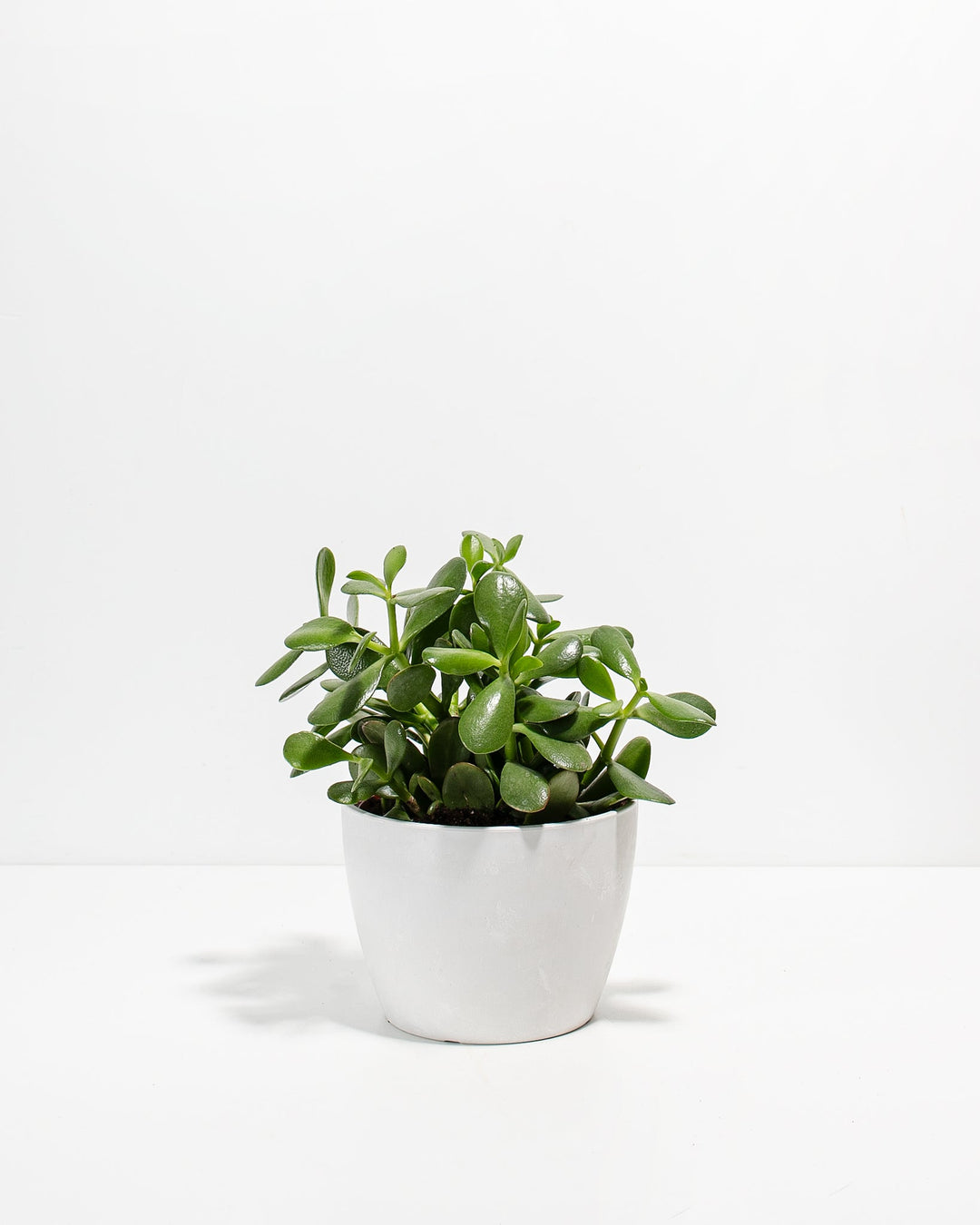 Jade Succulent Plant Kit