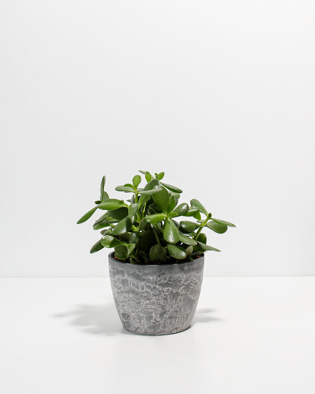 Jade Succulent Plant Kit