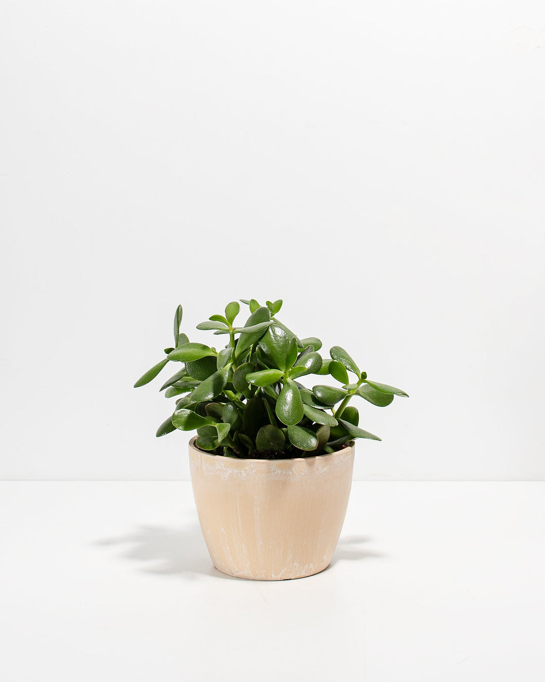 Jade Succulent Plant Kit