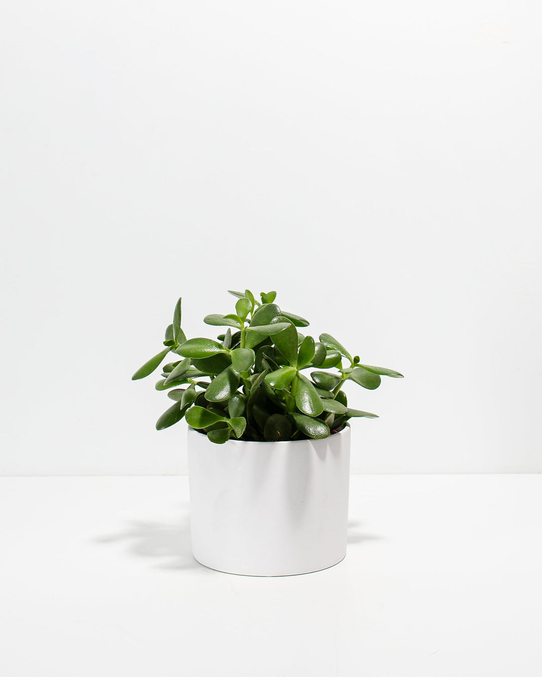 Jade Succulent Plant Kit