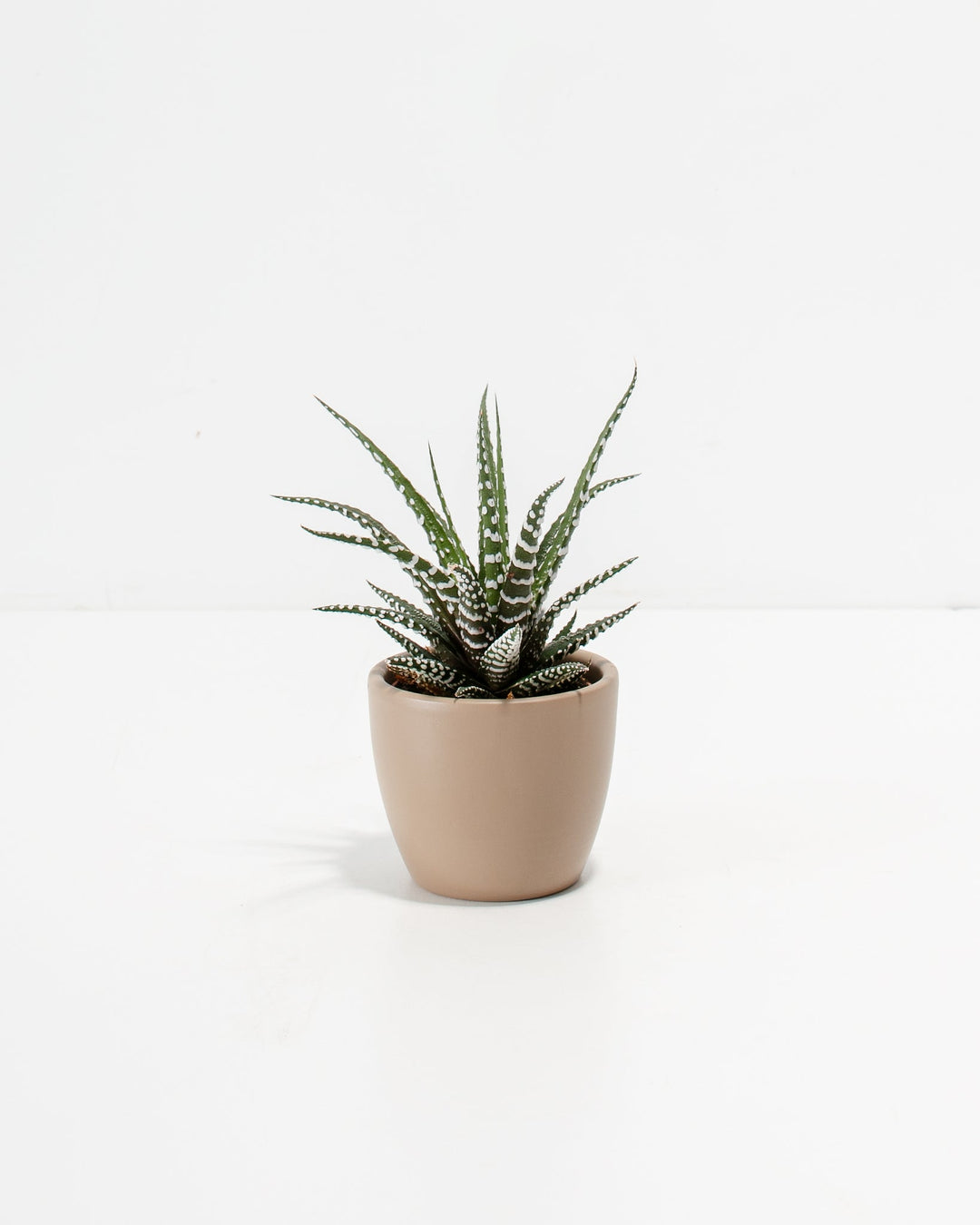 Petite Zebra Succulent Plant Kit