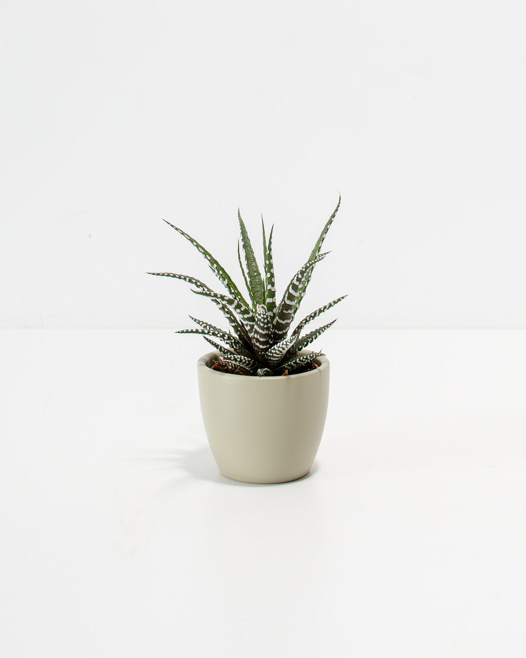 Petite Zebra Succulent Plant Kit