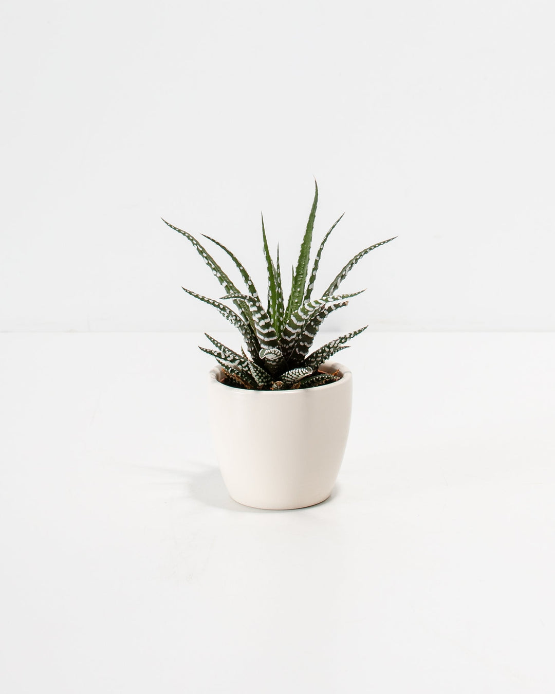 Petite Zebra Succulent Plant Kit
