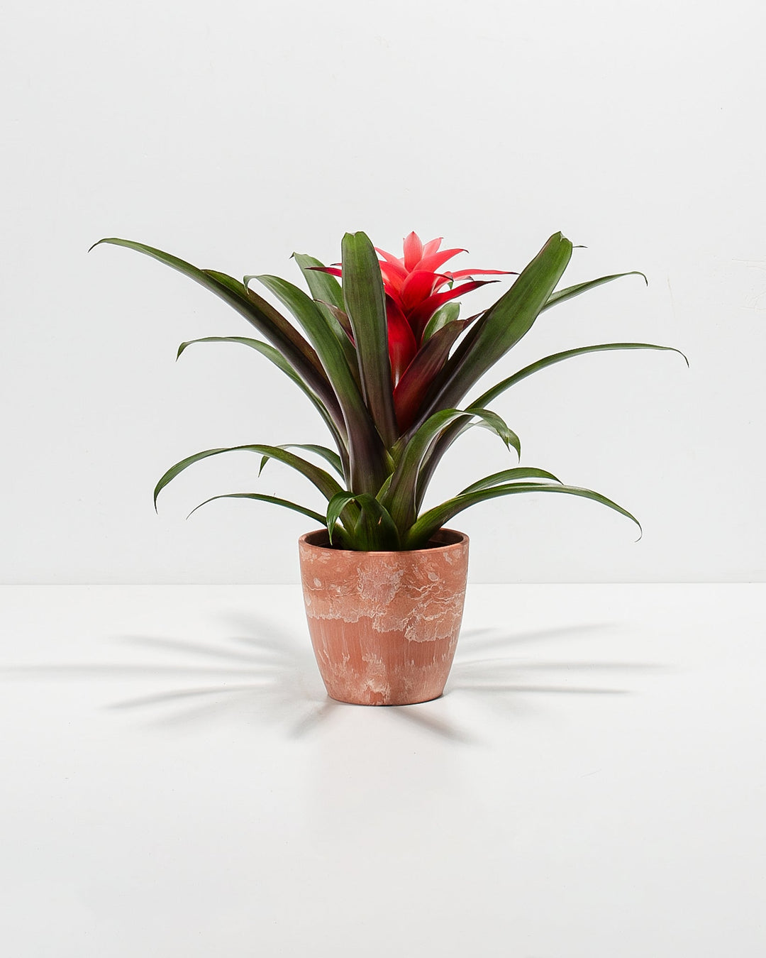 Assorted Bromeliad Plant Kit