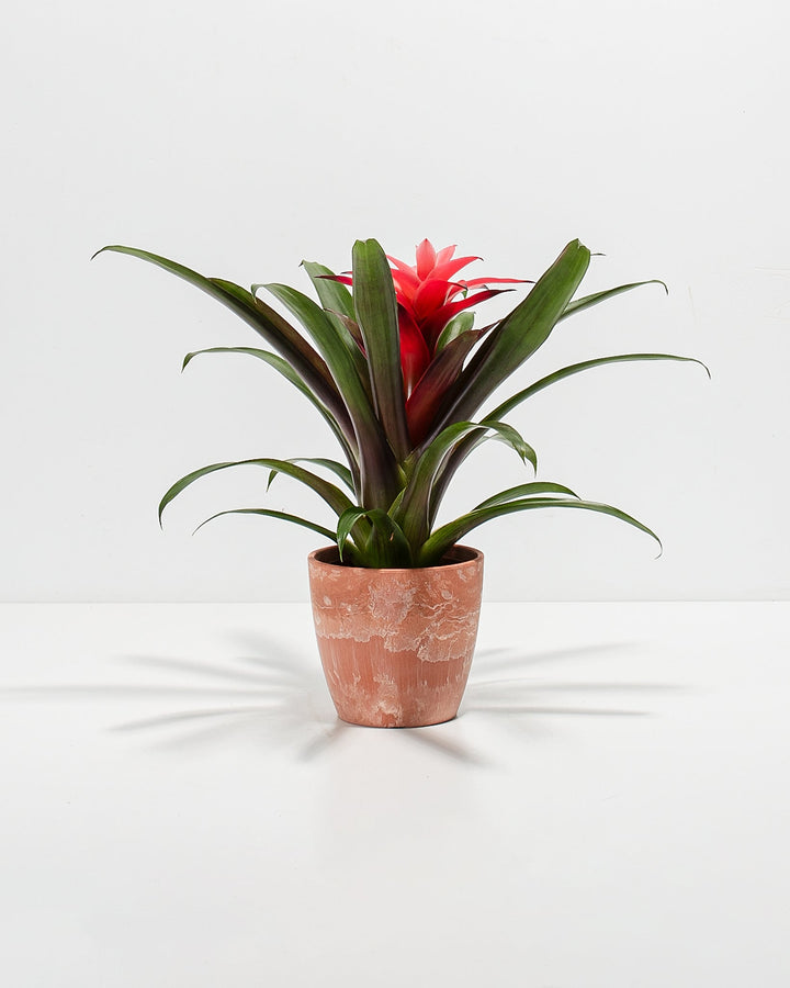 Assorted Bromeliad Plant Kit