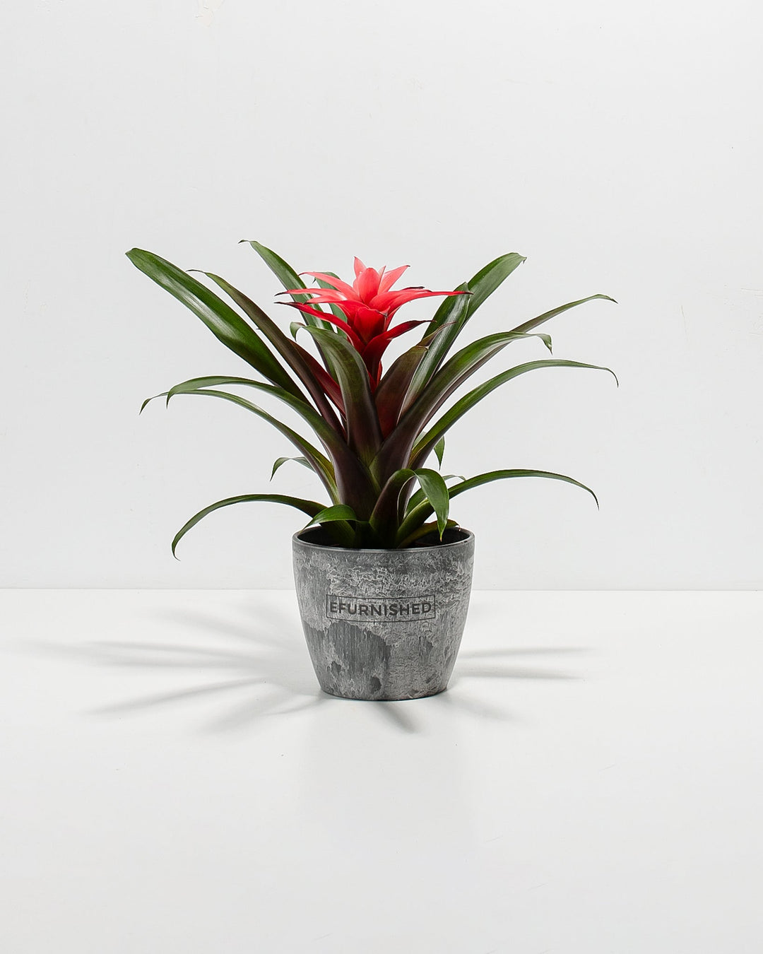 Assorted Bromeliad Plant Kit