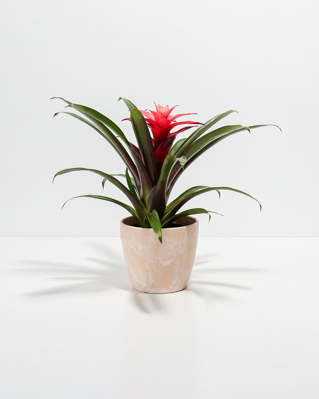 Assorted Bromeliad Plant Kit