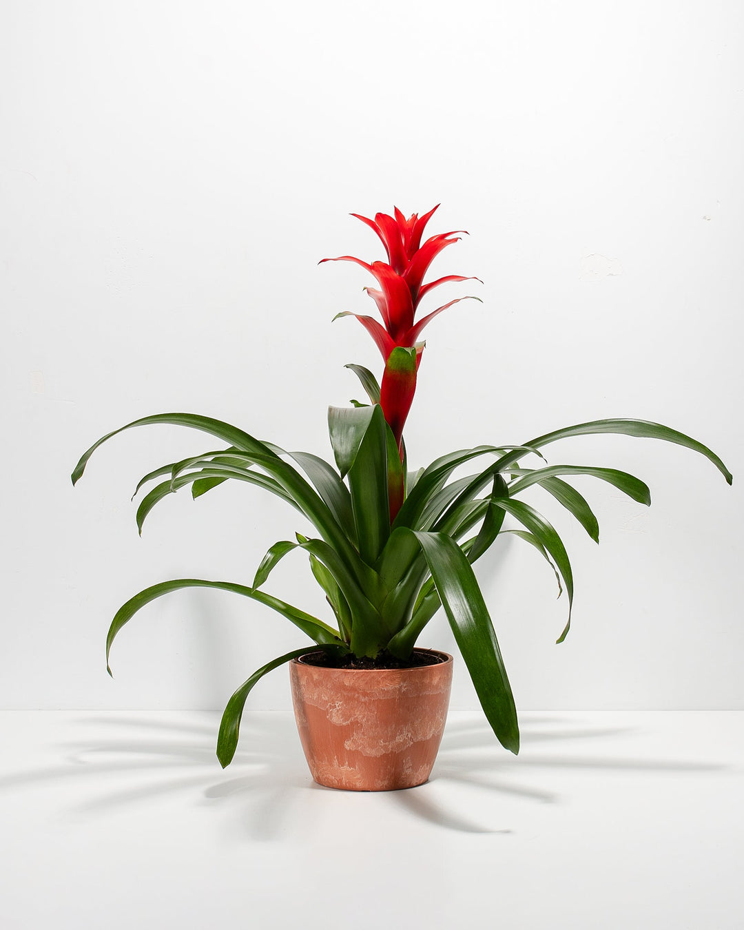 Assorted Bromeliad Plant Kit