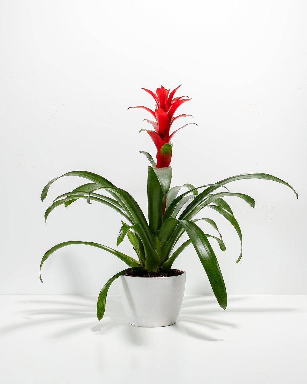 Assorted Bromeliad Plant Kit